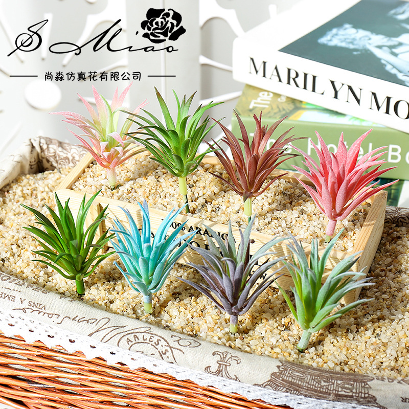 7.5x10cm Mini Ling Jiao Cao Ar - Succulent Arrangement Mini 评论和价格