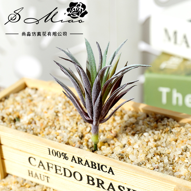 7.5x10cm Mini Ling Jiao Cao Ar - Succulent Arrangement Mini 评论和价格