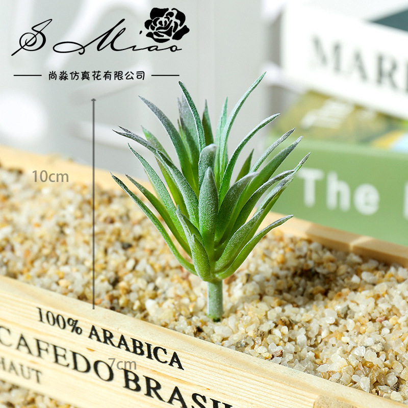 7.5x10cm Mini Ling Jiao Cao Ar - Succulent Arrangement Mini 评论和价格