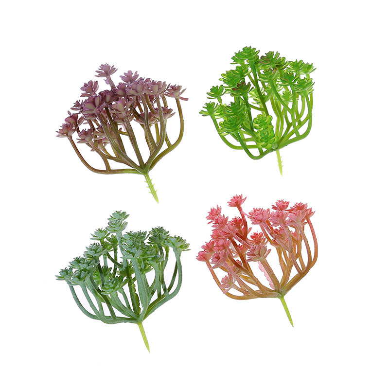 Wusmart Large Xian Ren Ke Arti - Succulent Arrangement Mini 评论和价格