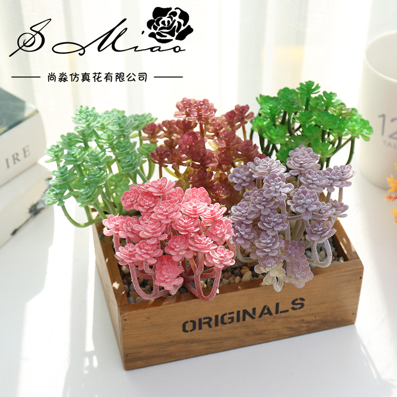 Wusmart Large Xian Ren Ke Arti - Succulent Arrangement Mini 评论和价格