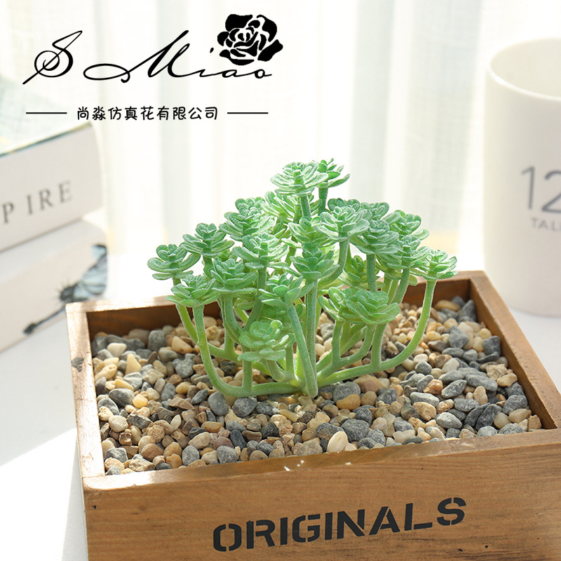 Wusmart Large Xian Ren Ke Arti - Succulent Arrangement Mini 评论和价格