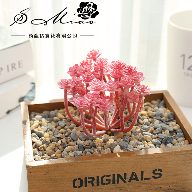 Wusmart Large Xian Ren Ke Arti - Succulent Arrangement Mini 评论和价格