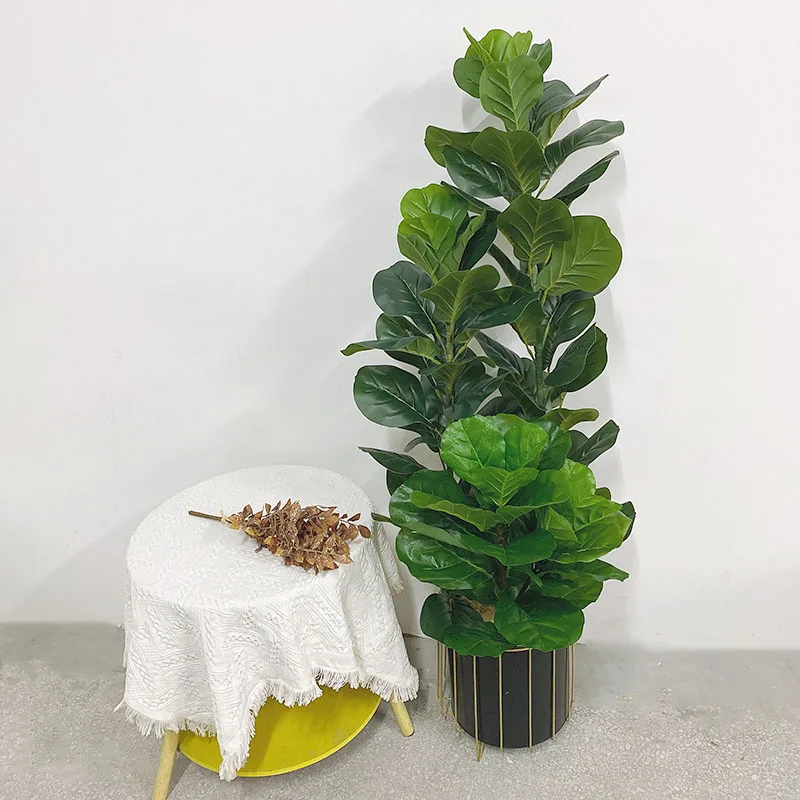 35-150cm Tropical Tree Large F - Fiddle Leaf Fig 评论和价格