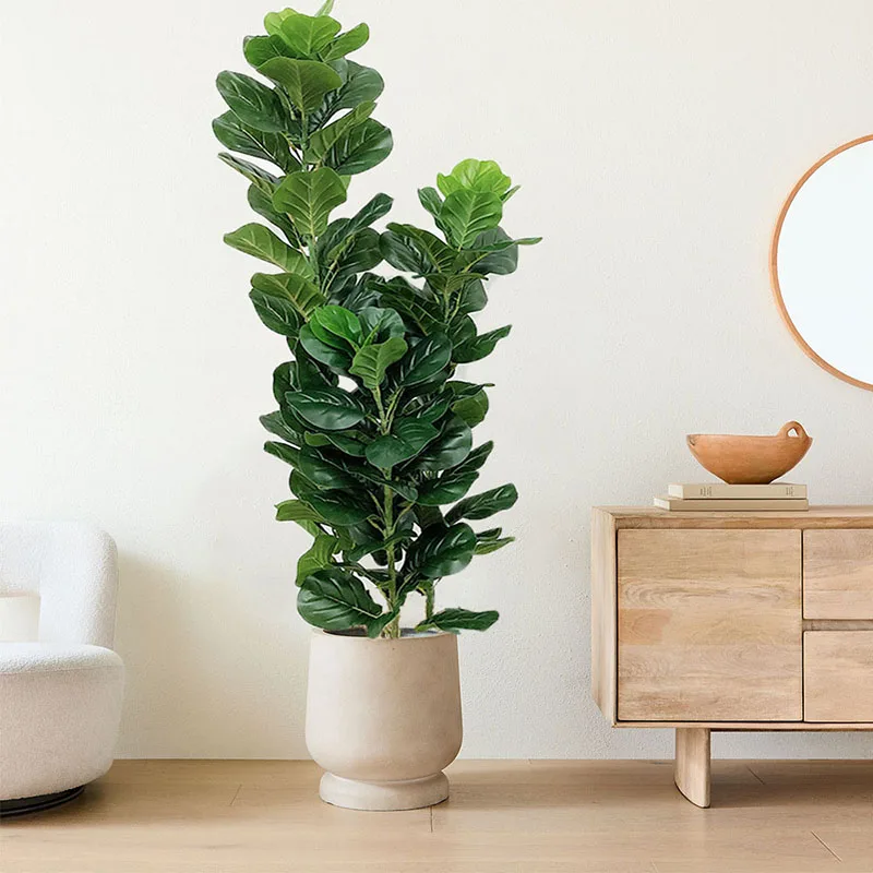 35-150cm Tropical Tree Large F - Fiddle Leaf Fig 评论和价格