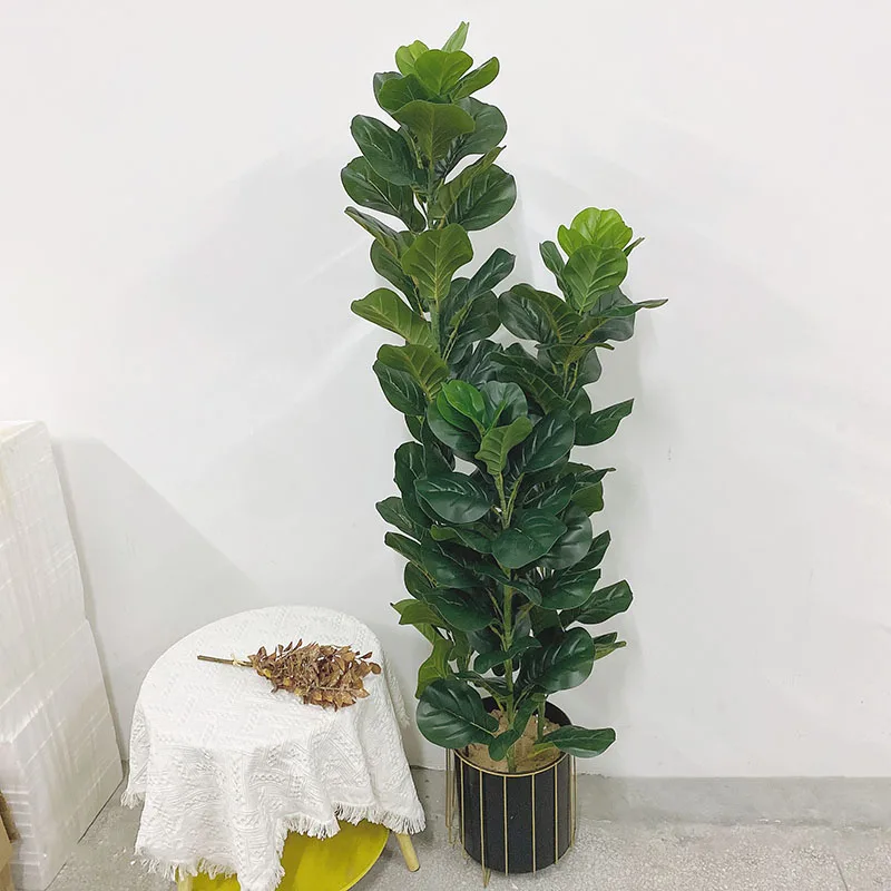 35-150cm Tropical Tree Large F - Fiddle Leaf Fig 评论和价格