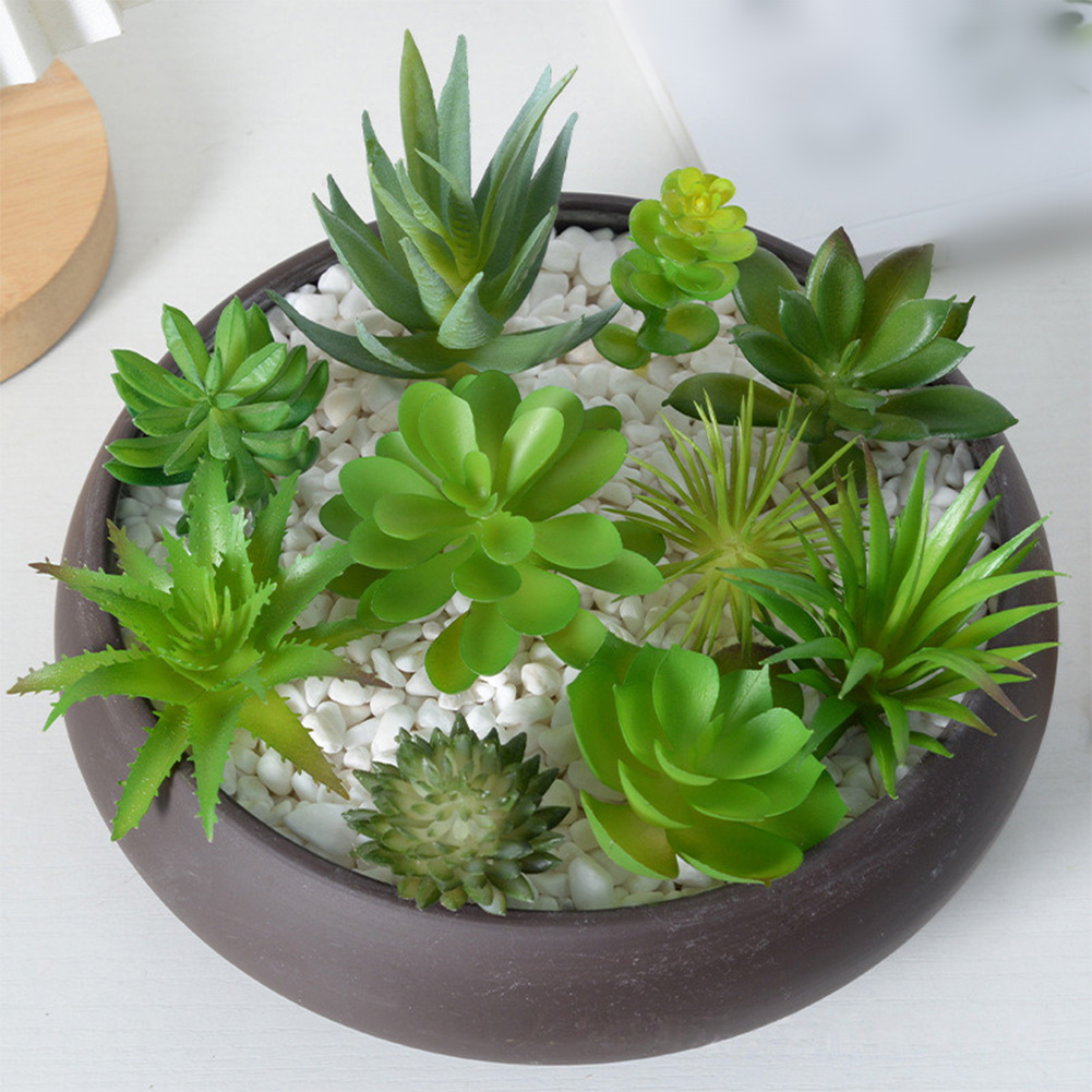 Charming For Mini Bonsai Succu - Succulent Arrangement Mini 评论和价格
