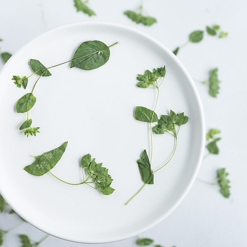 60Pcs Rabbit Ear Grass with Br - Plant Parent Sticker 评论和价格