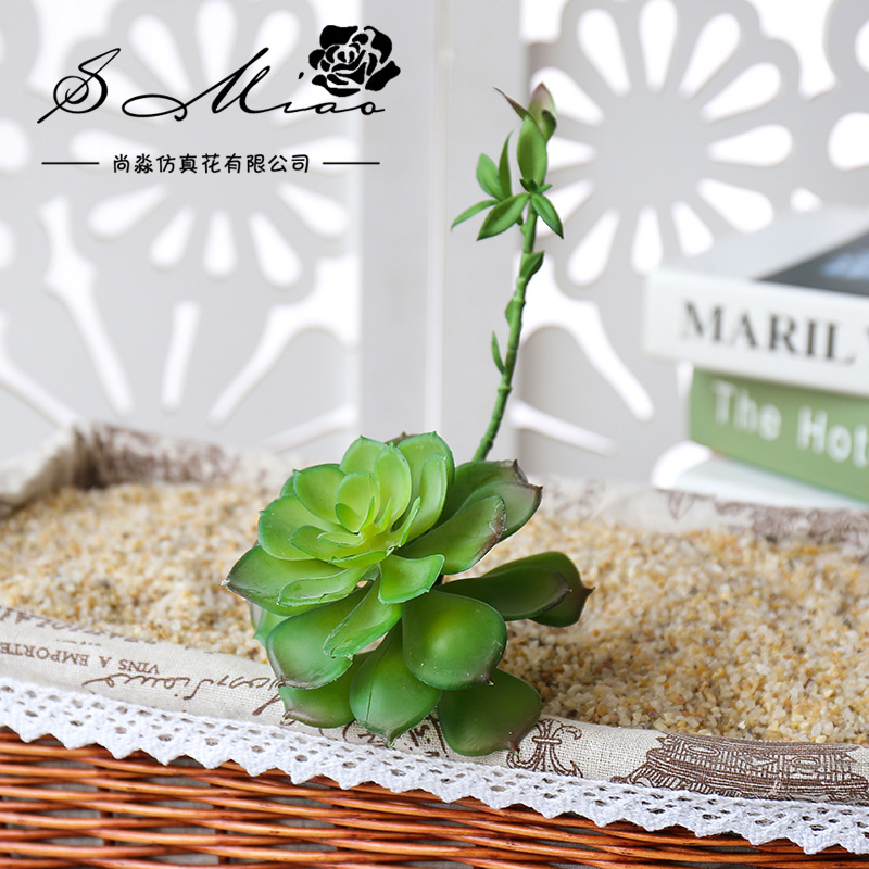Wusmart Zhong Shi Lian Large A - Succulent Arrangement Mini 评论和价格