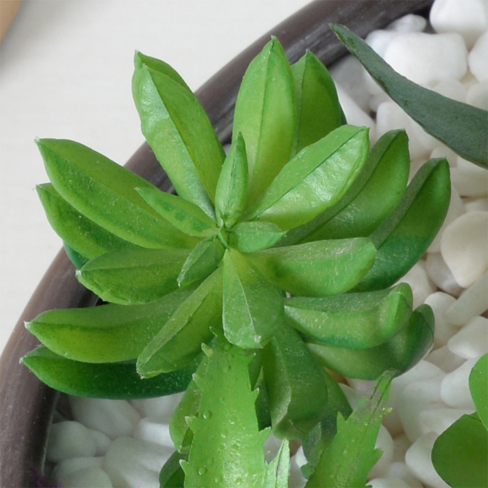 Contemporary For Mini Bonsai T - Succulent Arrangement Mini 评论和价格