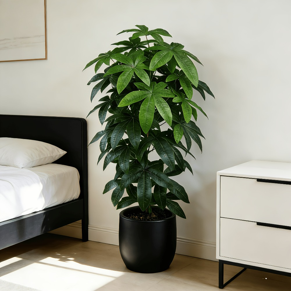 An Artificial Money Tree Pachi - Fiddle Leaf Fig 评论和价格